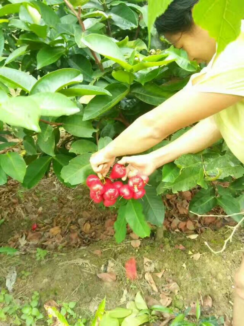 莲雾种苗莲雾苗规格大小都有