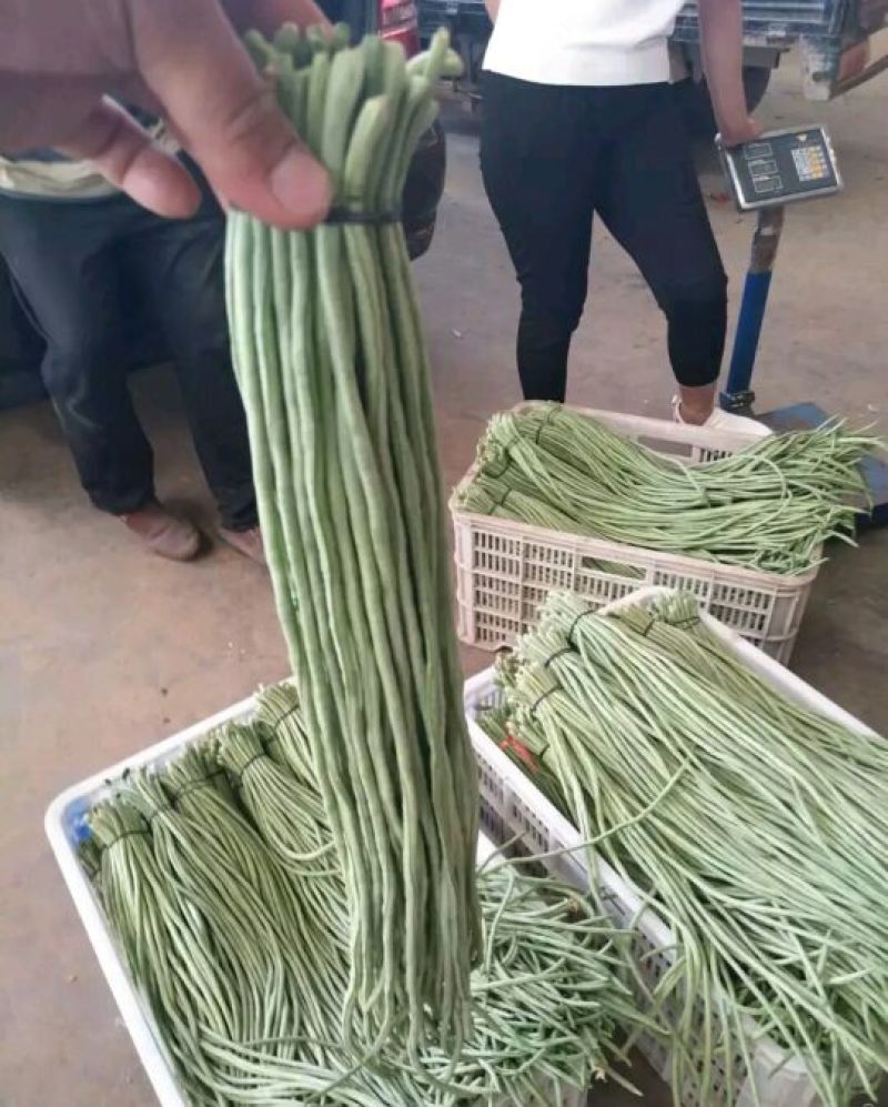 基地种植，长豆角，新鲜供应，欢迎采购