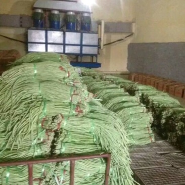 基地种植，长豆角，新鲜供应，欢迎采购