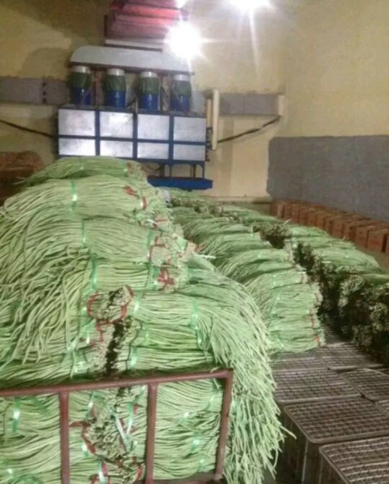 基地种植，长豆角，新鲜供应，欢迎采购