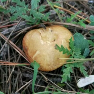 松蘑特级