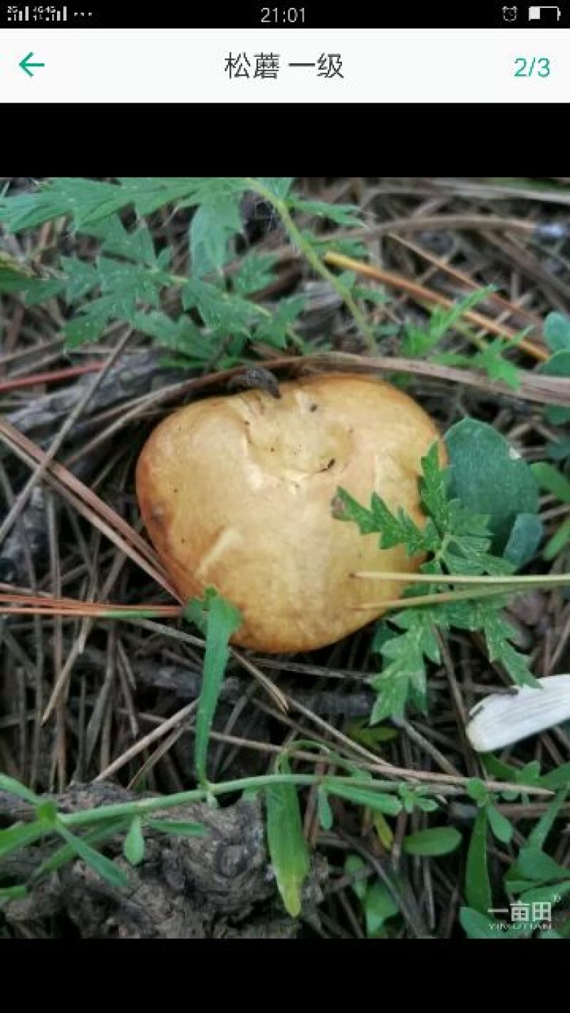 松蘑特级