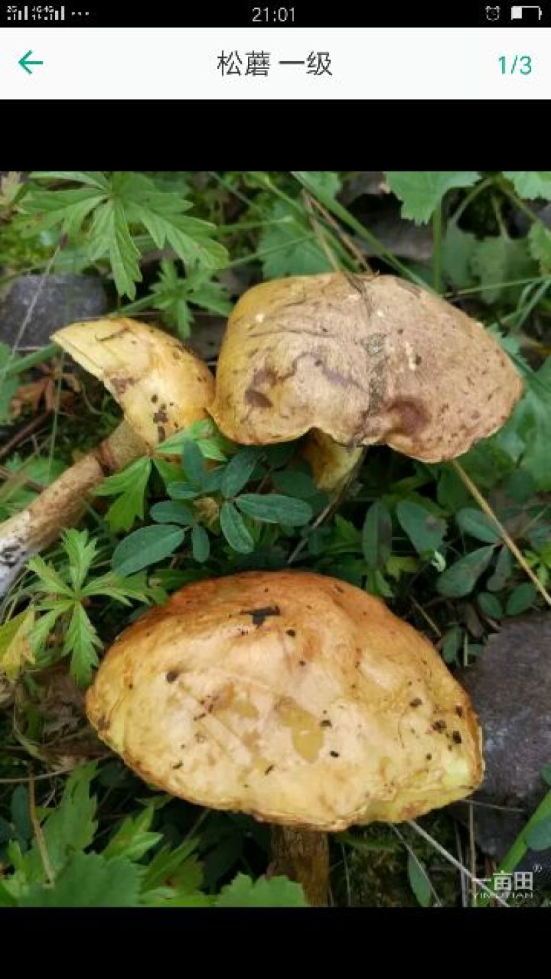 松蘑特级