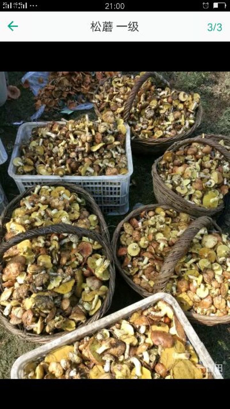 松蘑特级