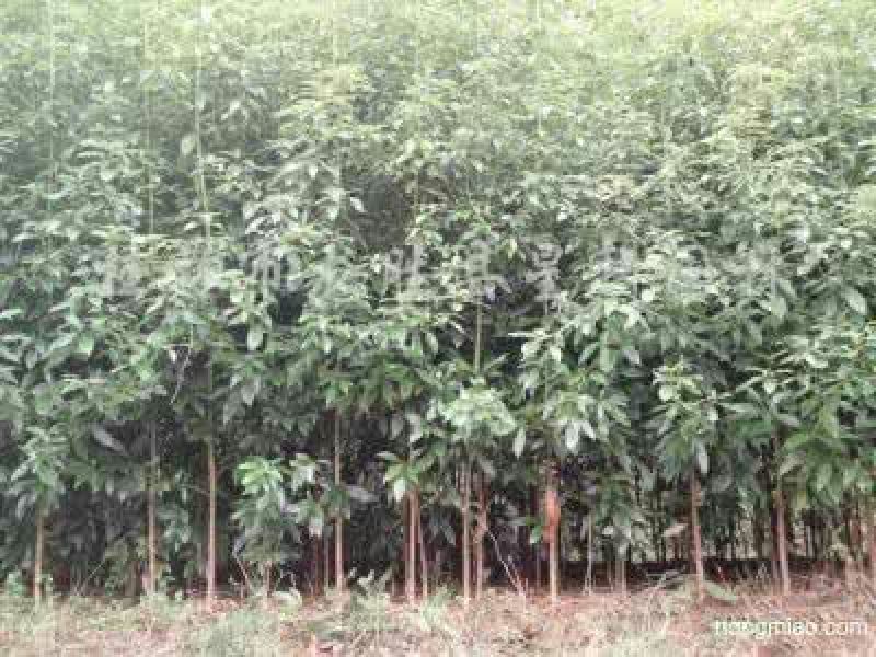 小叶桢楠3~4m