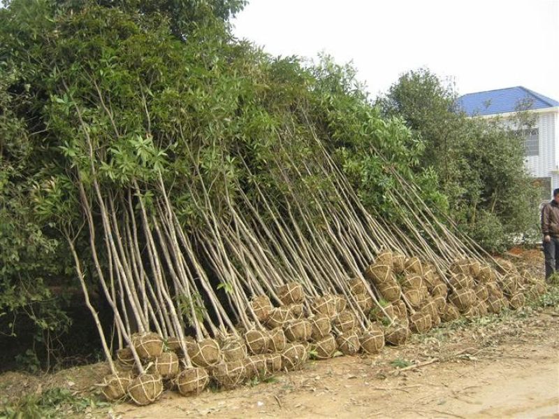 小叶桢楠3~4m