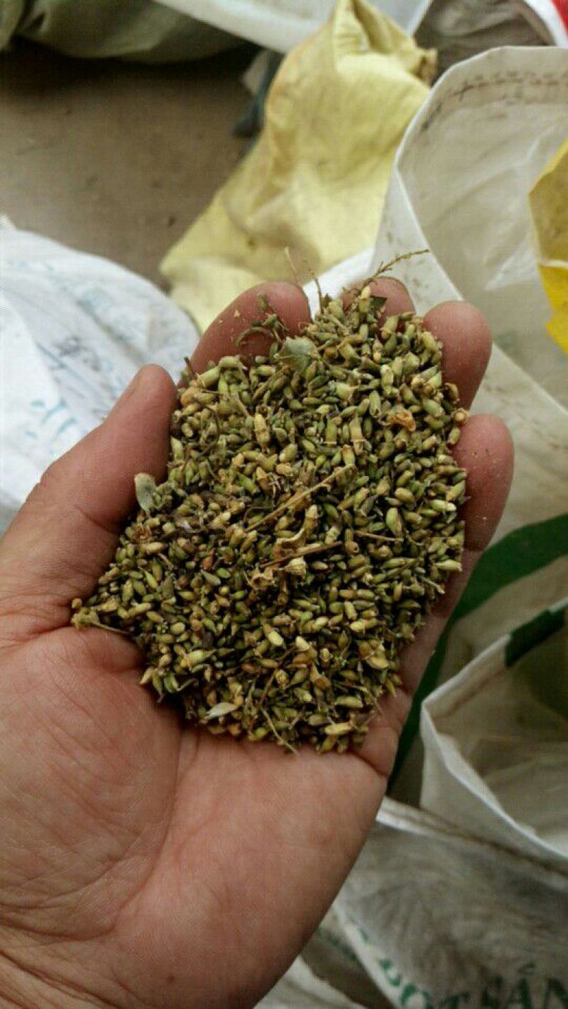 槐米花蕾统河南野生支持线上保障交易可视频看货