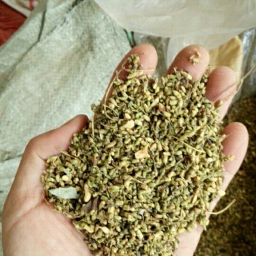 槐米花蕾统河南野生支持线上保障交易可视频看货