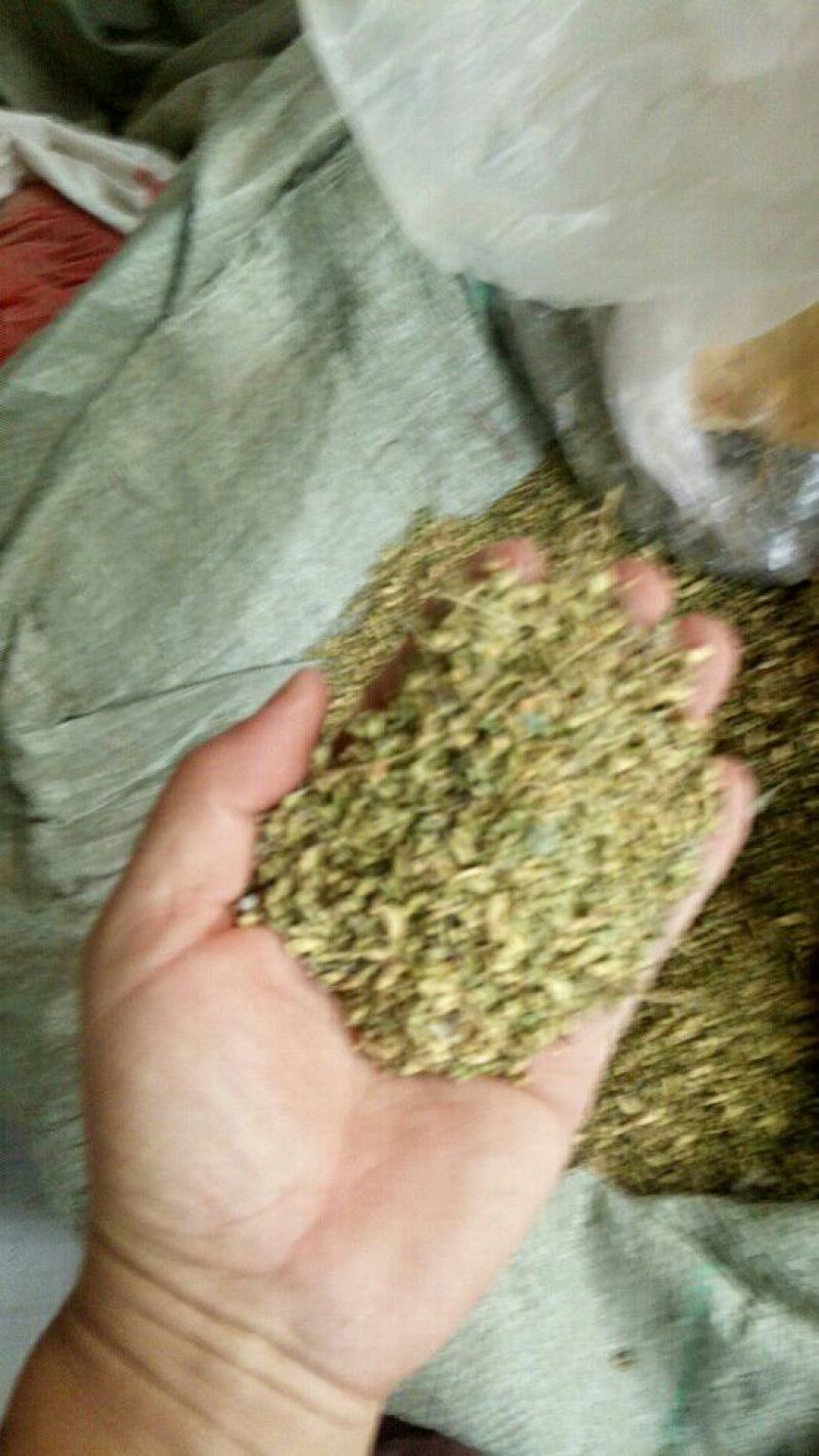 槐米花蕾统河南野生支持线上保障交易可视频看货