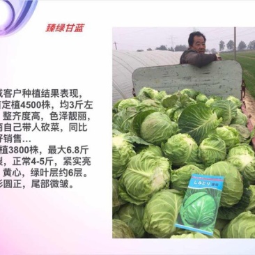 春秋甘蓝种子臻绿色绿好吃