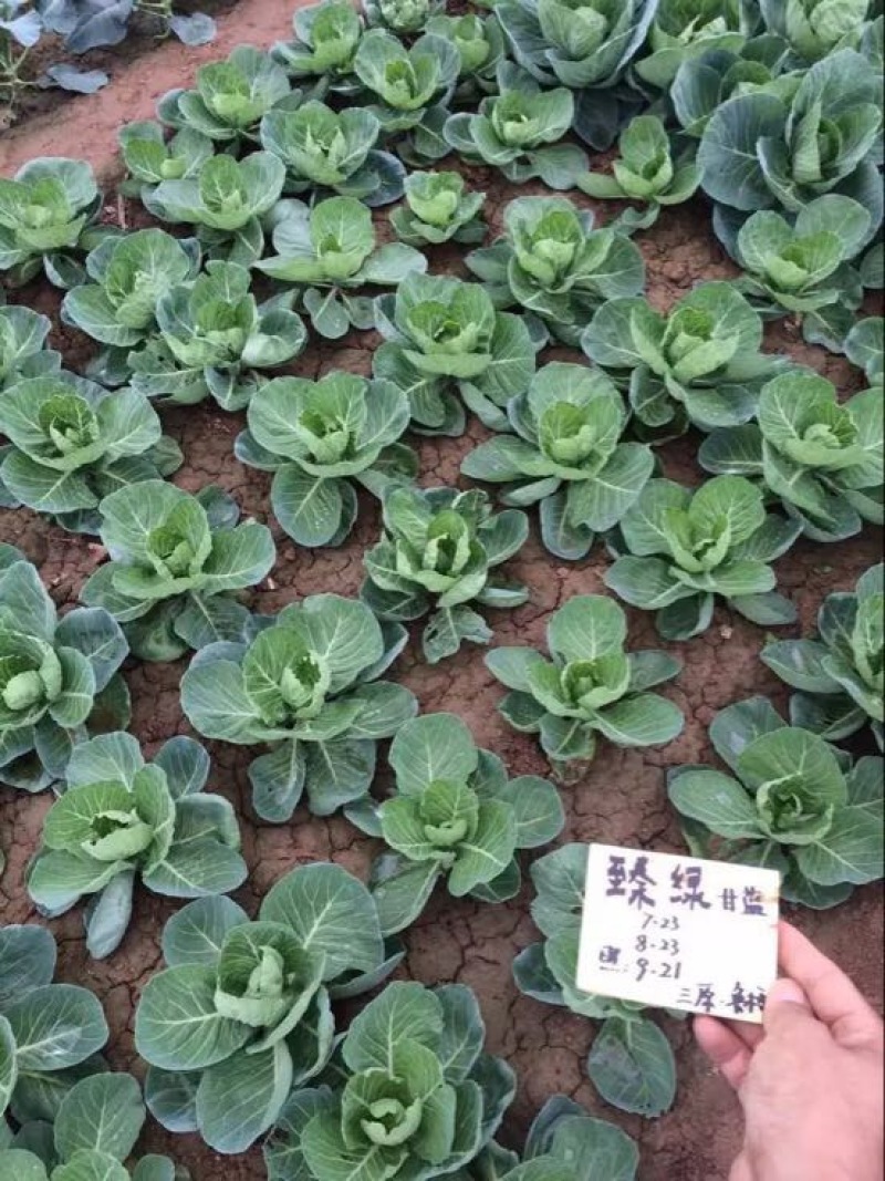 春秋甘蓝种子臻绿色绿好吃