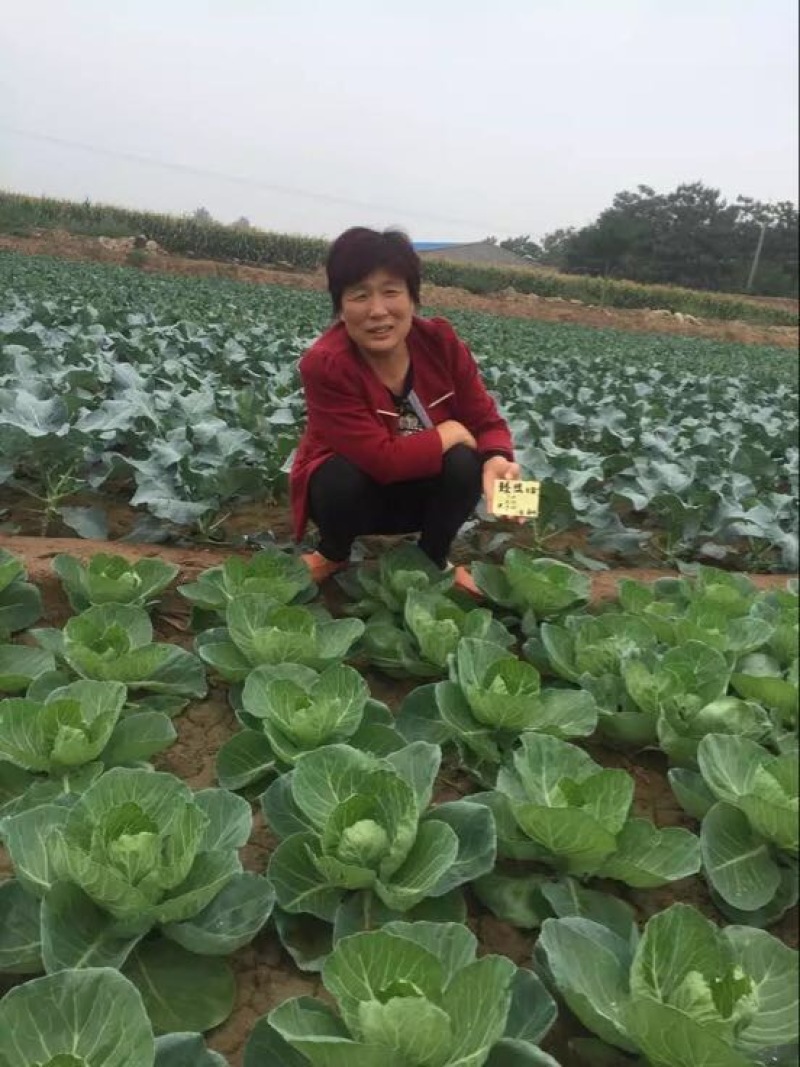 春秋甘蓝种子臻绿色绿好吃