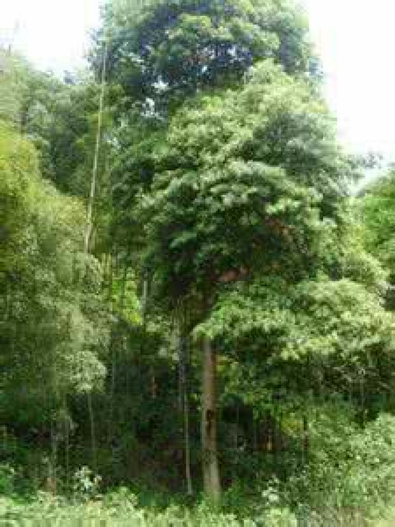 小叶桢楠3~4m
