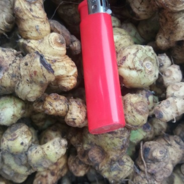 黄精甜统个