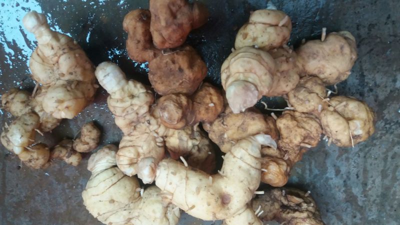 黄精甜统个
