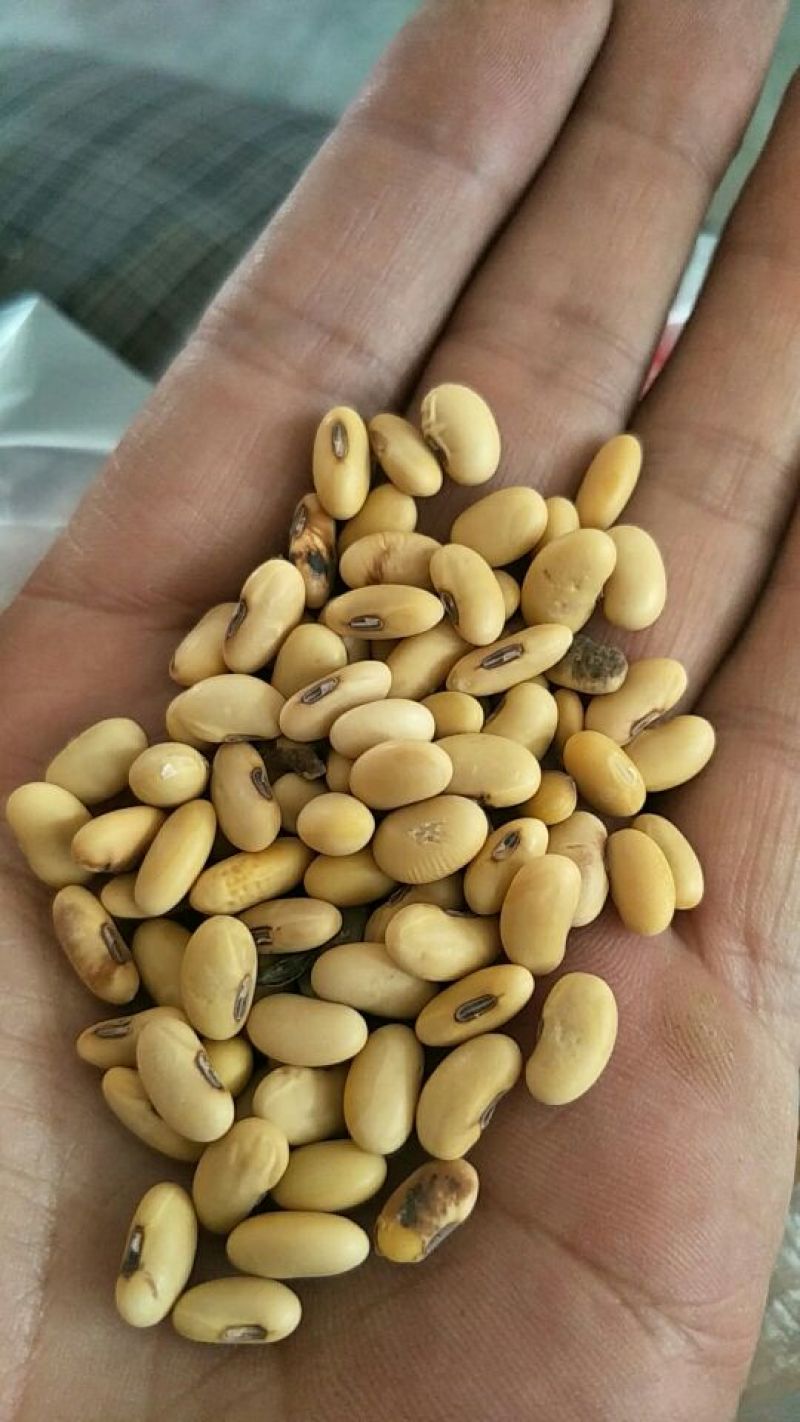 黄豆一般