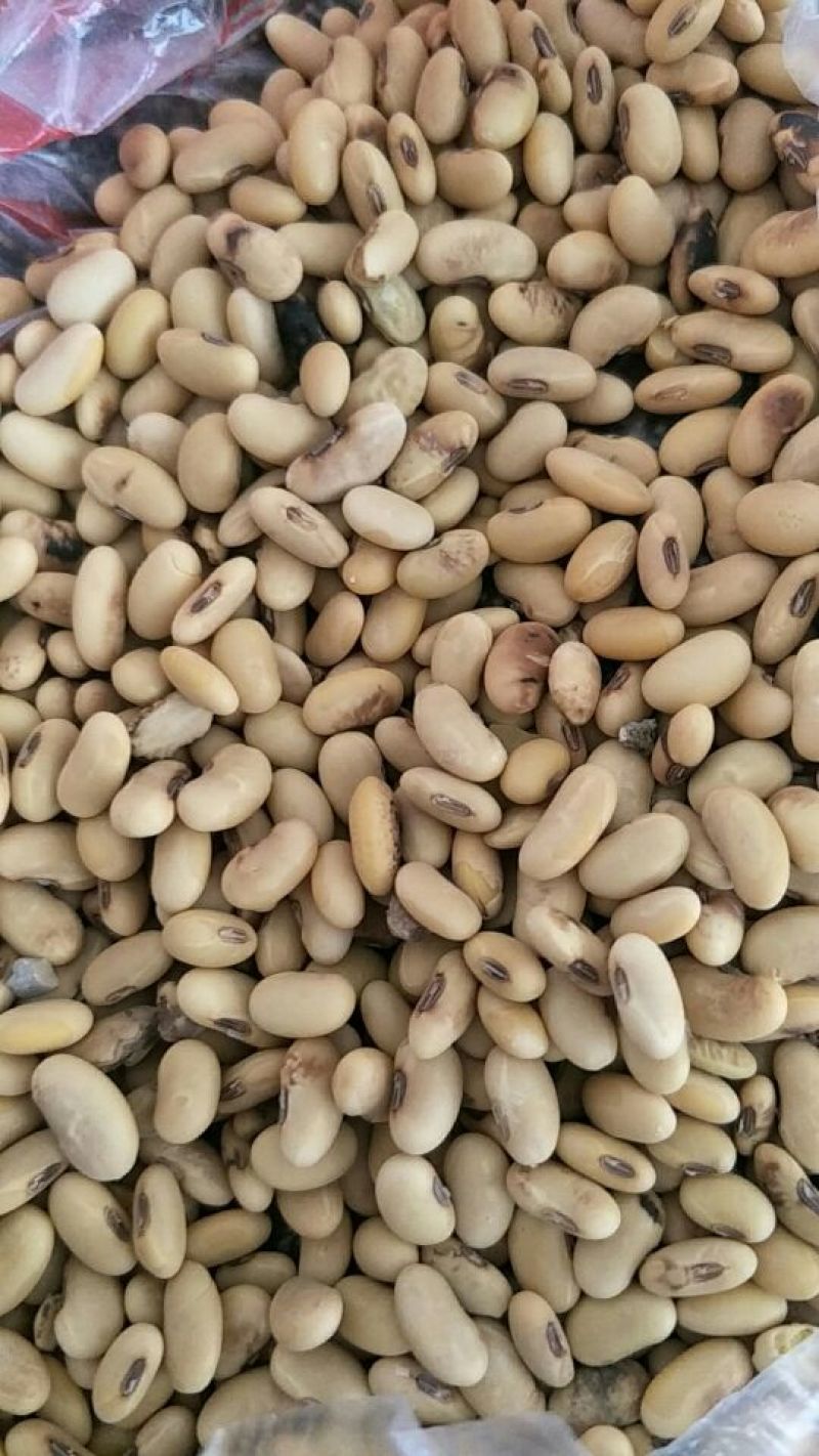 黄豆一般