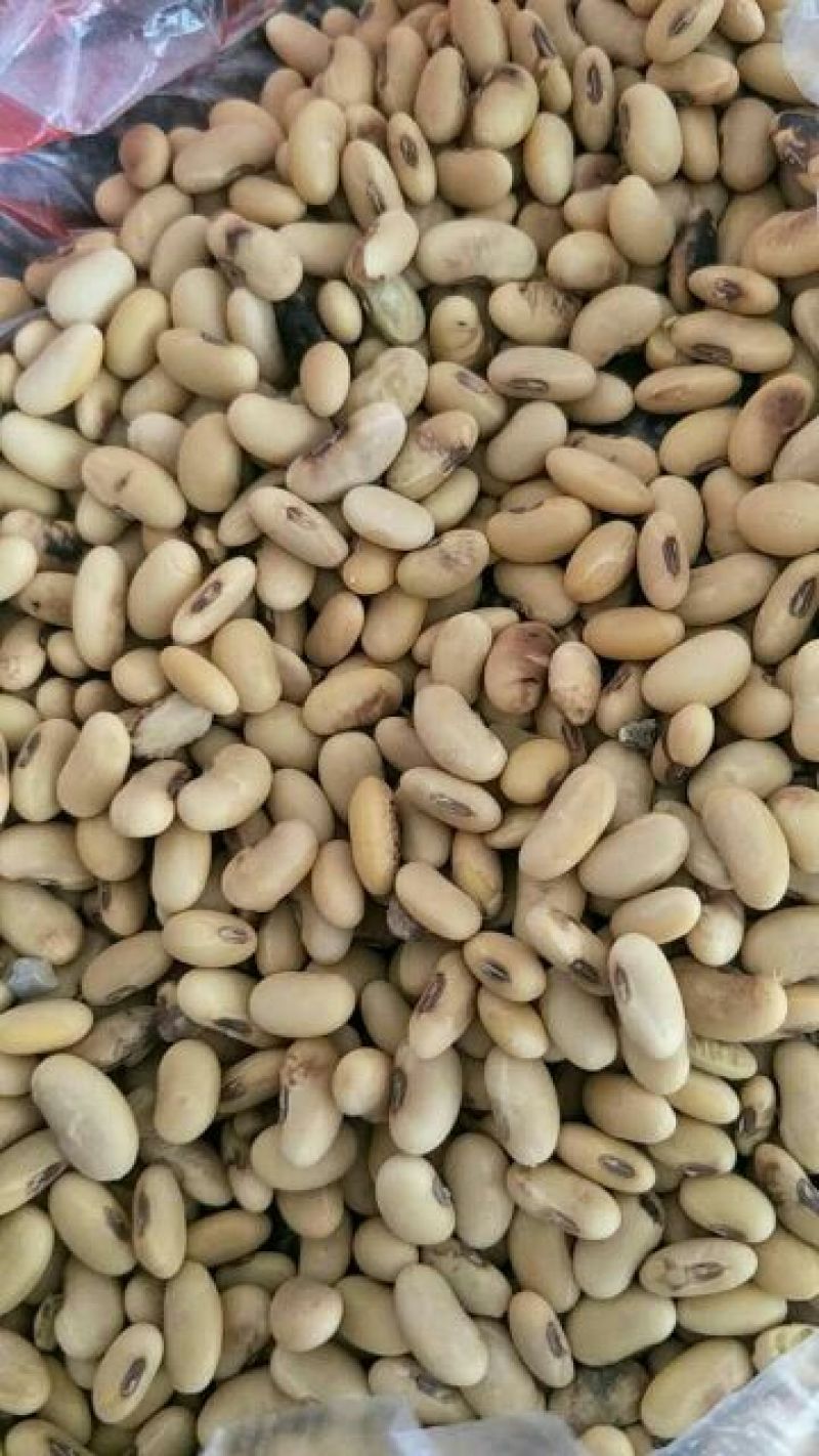 黄豆一般