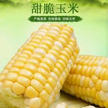 玉米甜玉米水果玉米产地看货论价保质保量欢迎订购