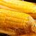 水果玉米甜玉米糯玉米产地看货论价，保质保量