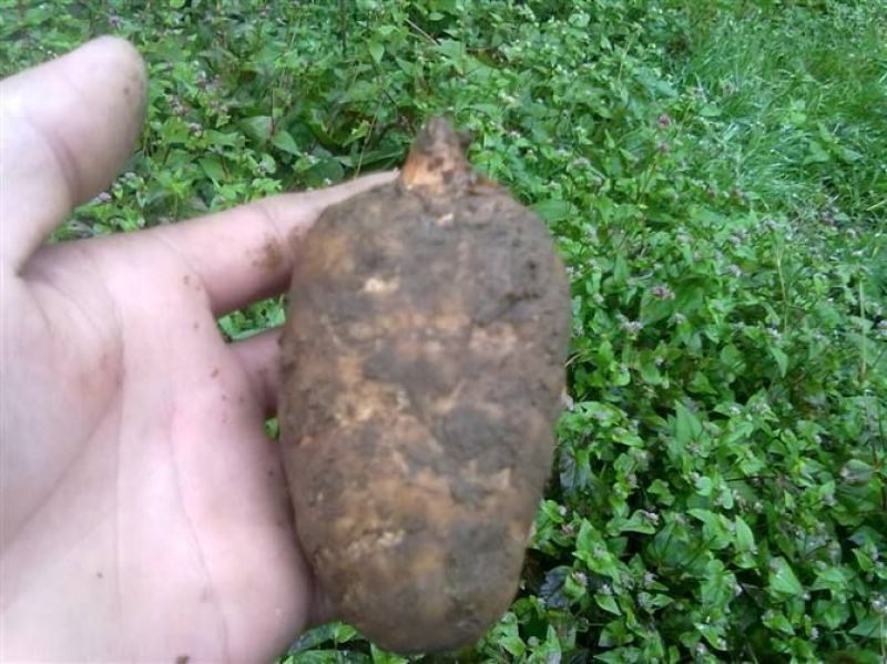 野生天麻一级
