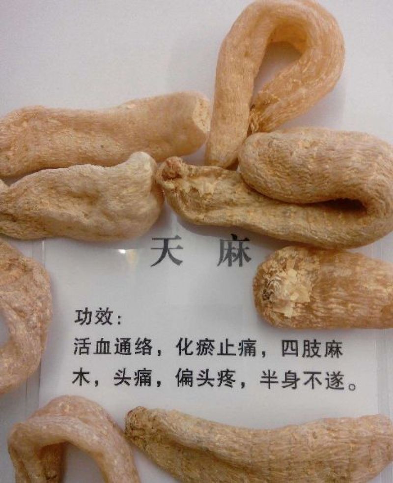 野生天麻一级
