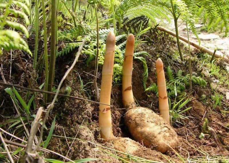 野生天麻一级