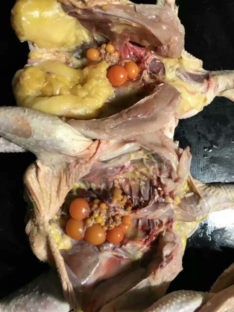 鸡肉包装