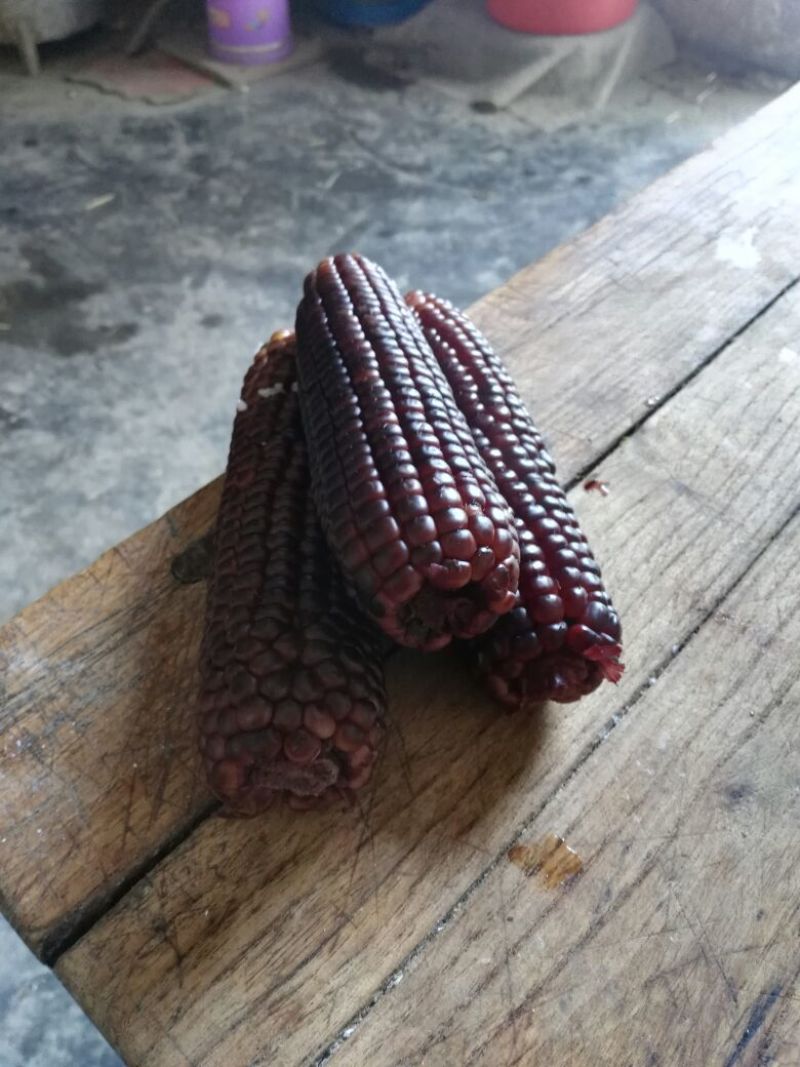 黑玉米20~30%