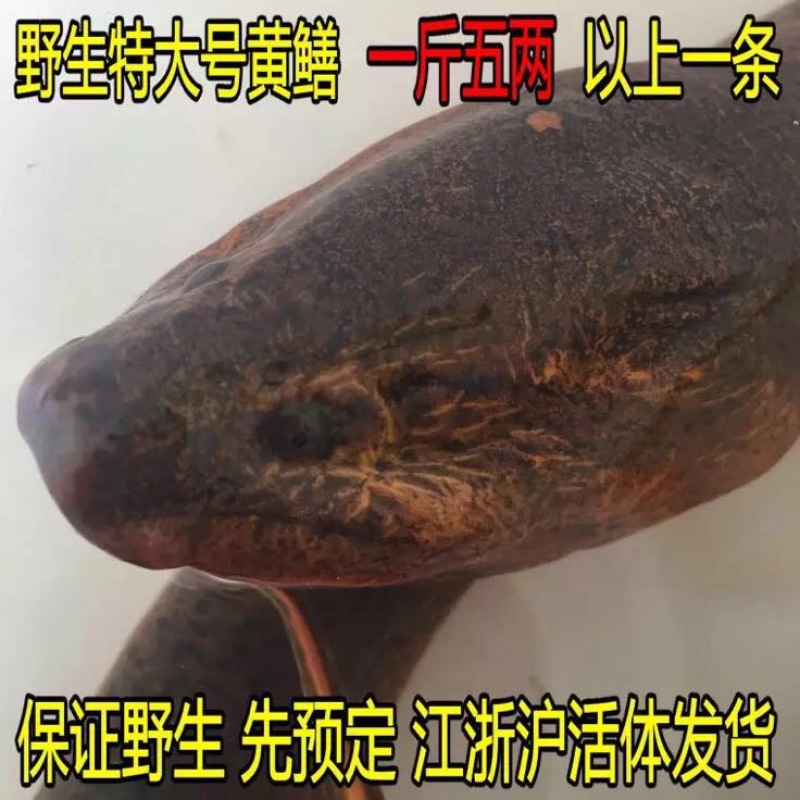 大黄鳝斤货黄鳝一斤以上黄鳝活体大长鱼全国发货
