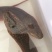 大黄鳝斤货黄鳝一斤以上黄鳝活体大长鱼全国发货
