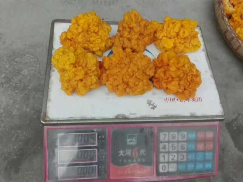 金耳