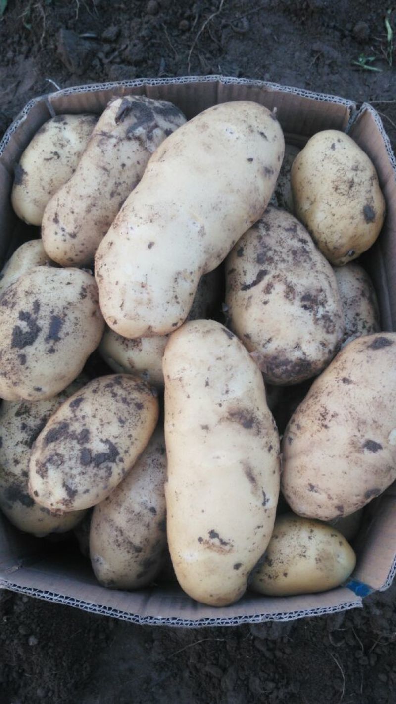 荷兰十五土豆精品3两以上