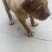 比特犬公母都有疫苗齐全