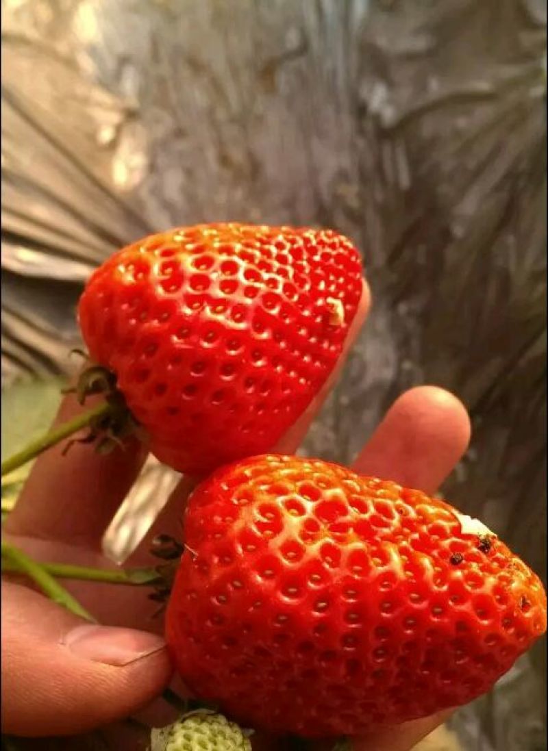 草莓苗20~30cm