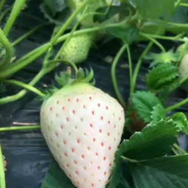 草莓苗20~30cm