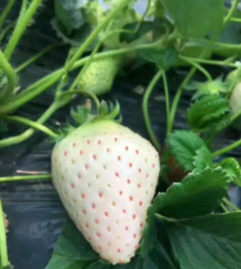 草莓苗20~30cm