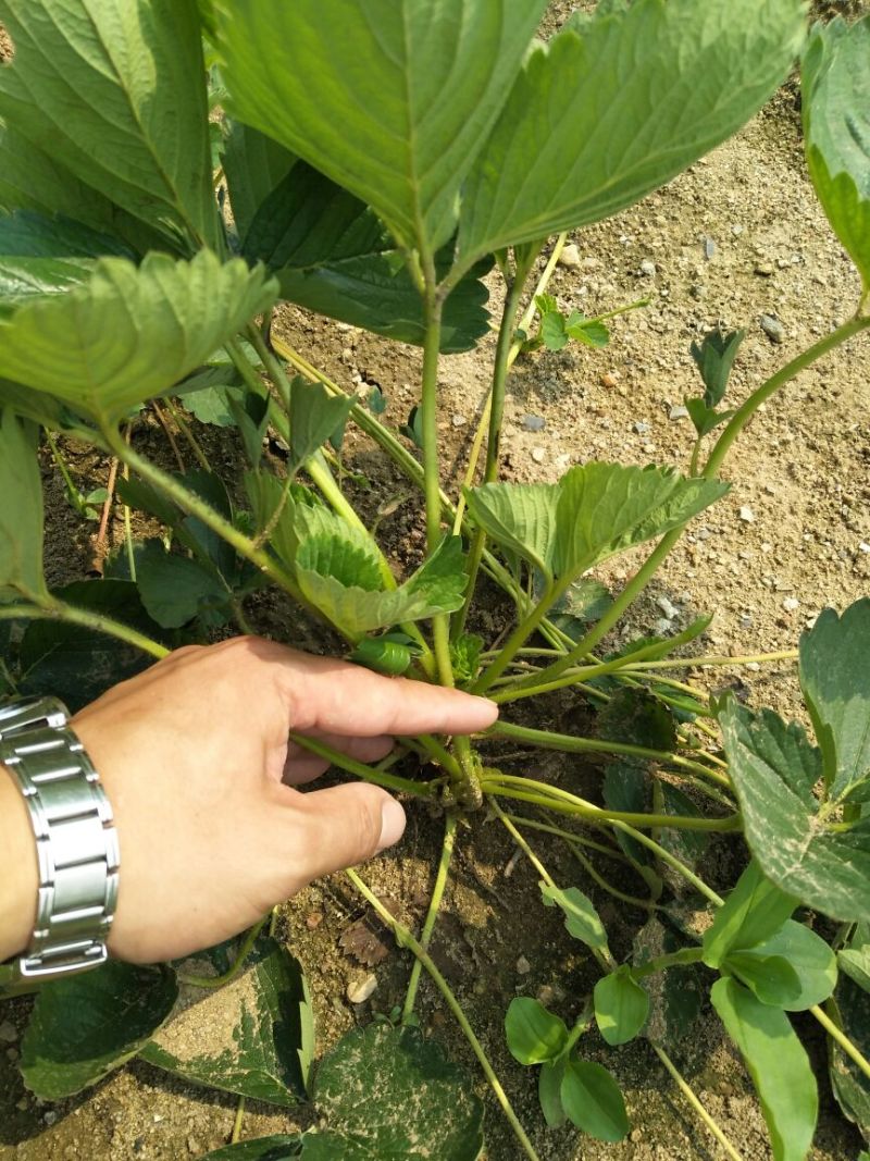 草莓苗20~30cm
