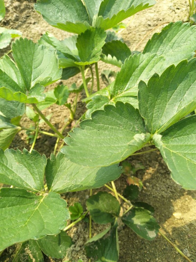 草莓苗20~30cm