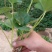 草莓苗20~30cm