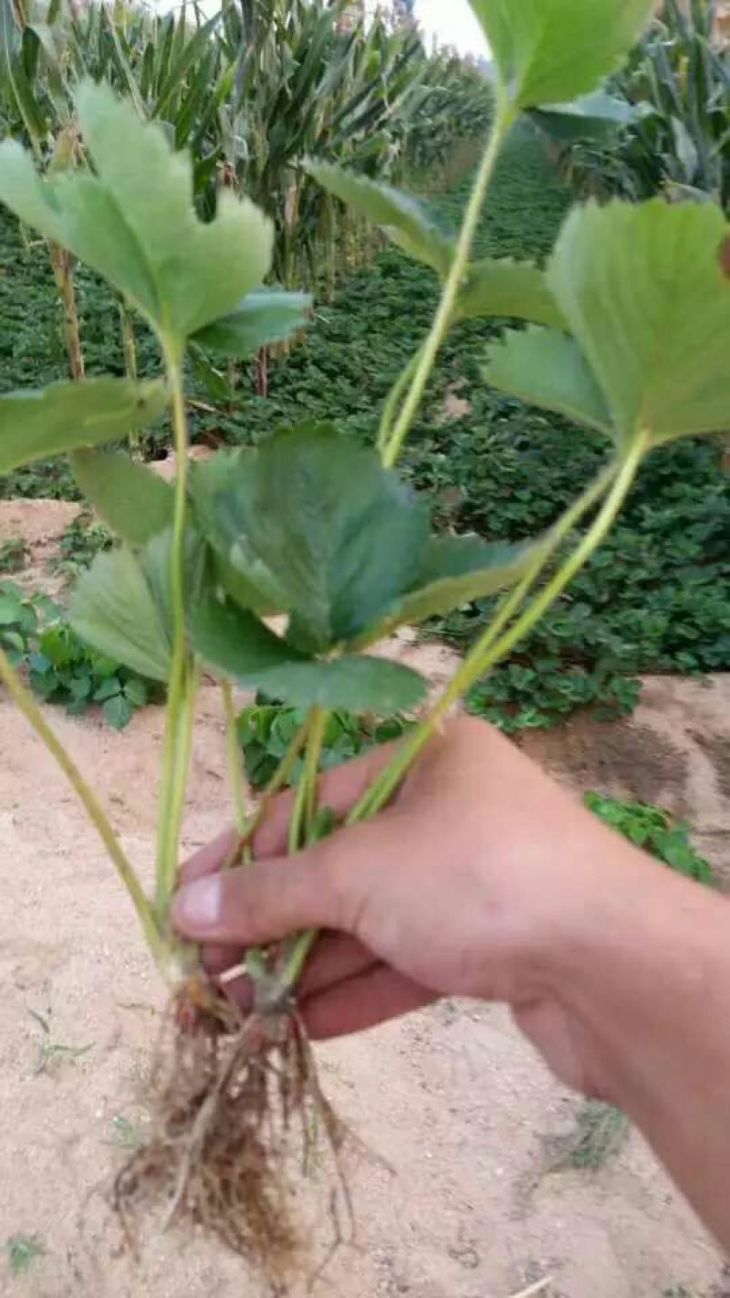草莓苗20~30cm