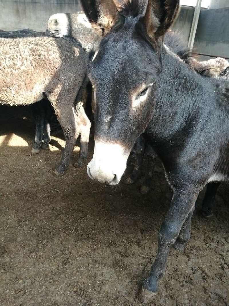 驴肉鲜货