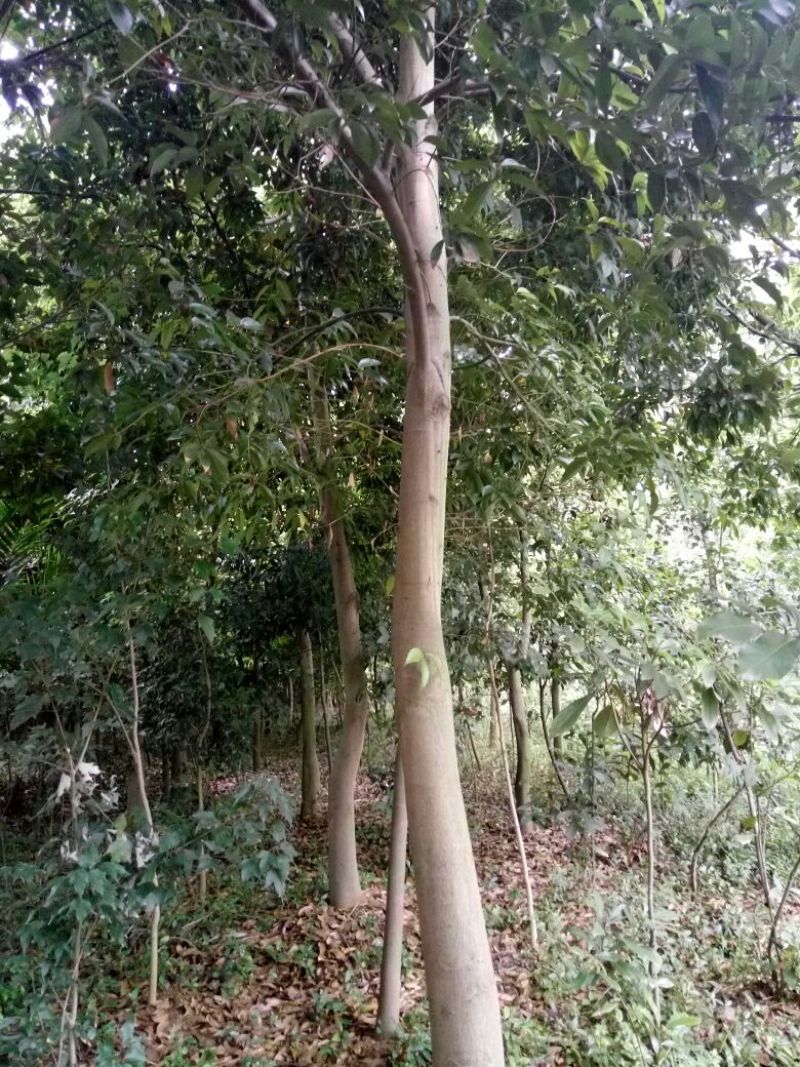 天竺桂3.5~4m
