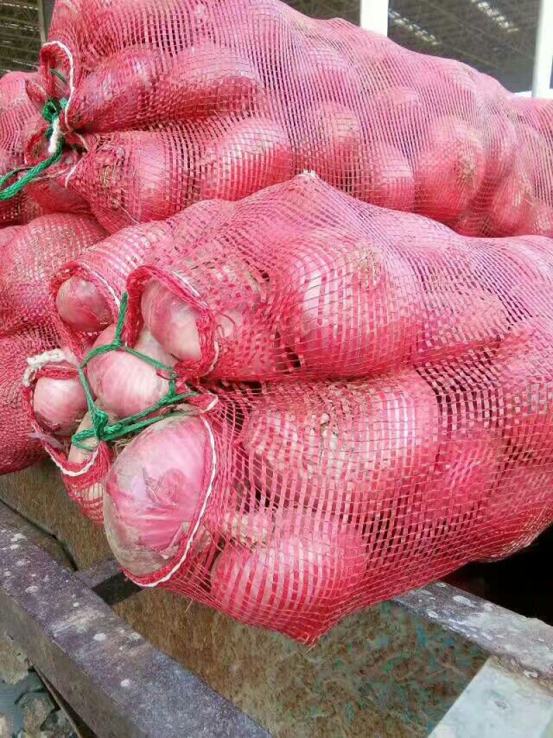 紫皮洋葱基地直供欢迎前来考察