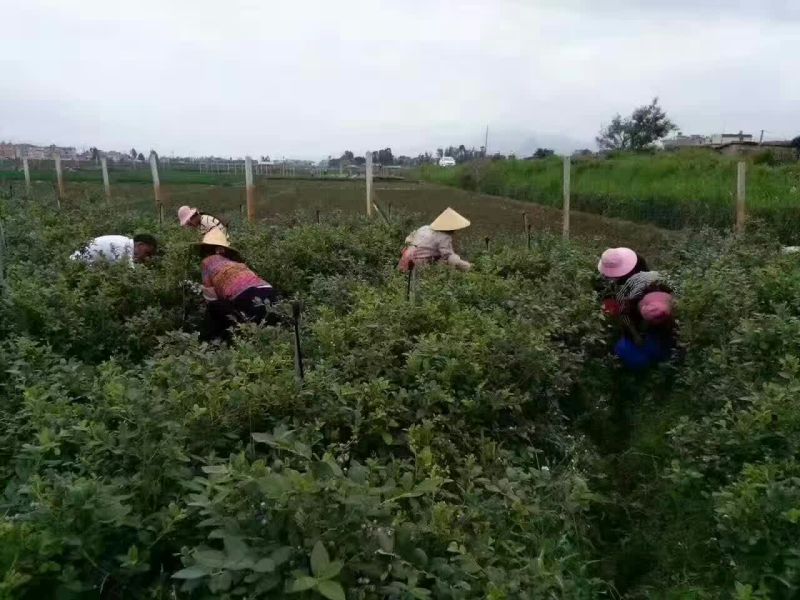蓝莓鲜果8~10mm以上