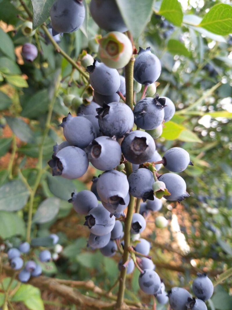 蓝莓鲜果8~10mm以上