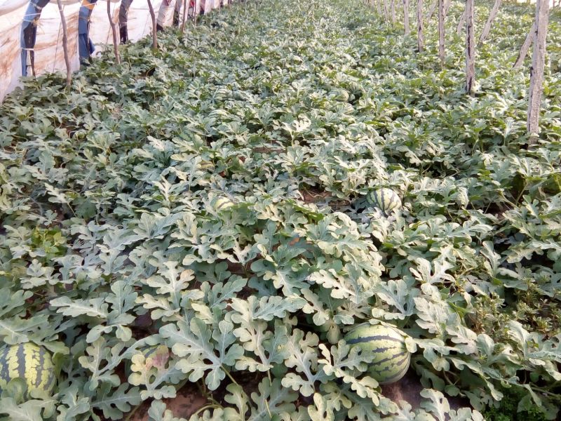 甜王西瓜8斤打底9成熟1茬