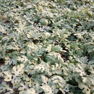 甜王西瓜8斤打底9成熟1茬