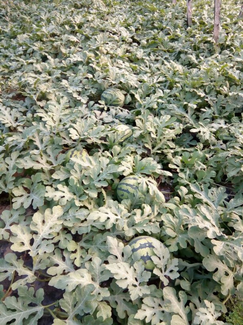 甜王西瓜8斤打底9成熟1茬