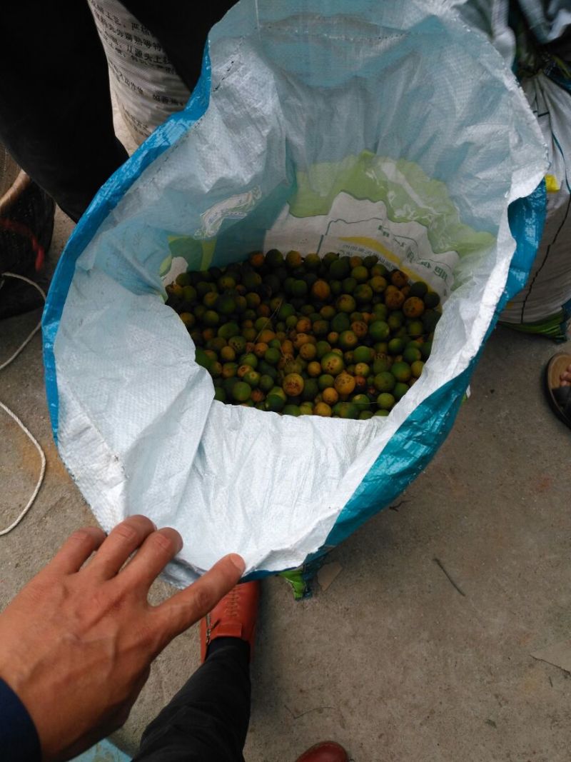 青果橙子枳壳落地果